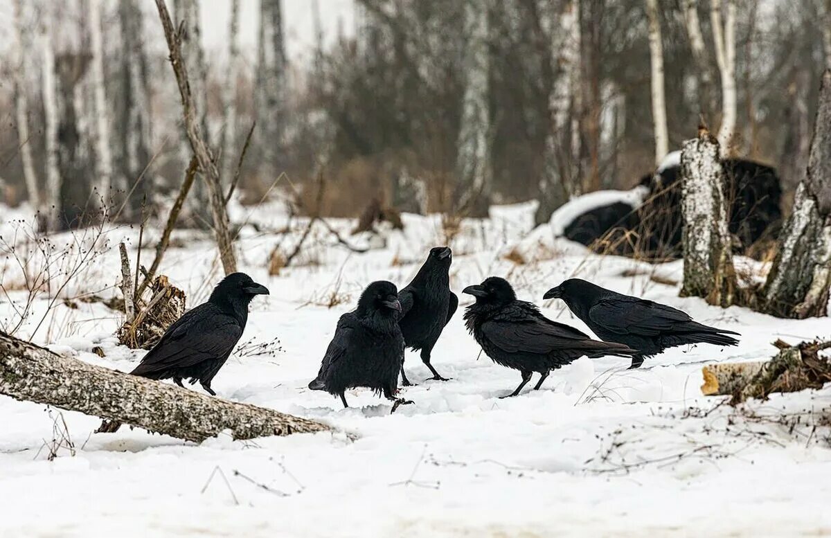 Грач ворона сорока. Ворон на снегу. Галки и вороны на снегу. Грач зима. Ворон зимой.