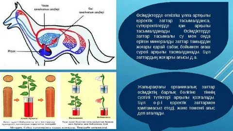 Тамақ жинағы