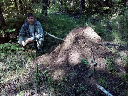 Стрельба на муравейнике