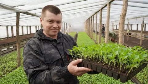 Овощевод оренбург