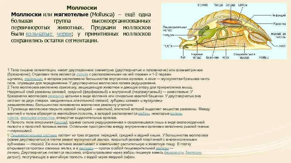 Тип моллюски полость тела