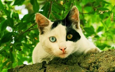Разные цвета кошка