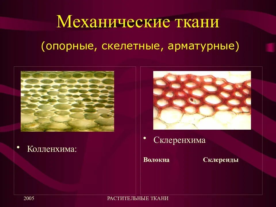 Значение механической ткани у растений. Механическая ткань растений склеренхима. Механические ткани колленхима склеренхима склереиды. Механическая ткань растений колленхима. Механическая ткань колленхима и склеренхима.