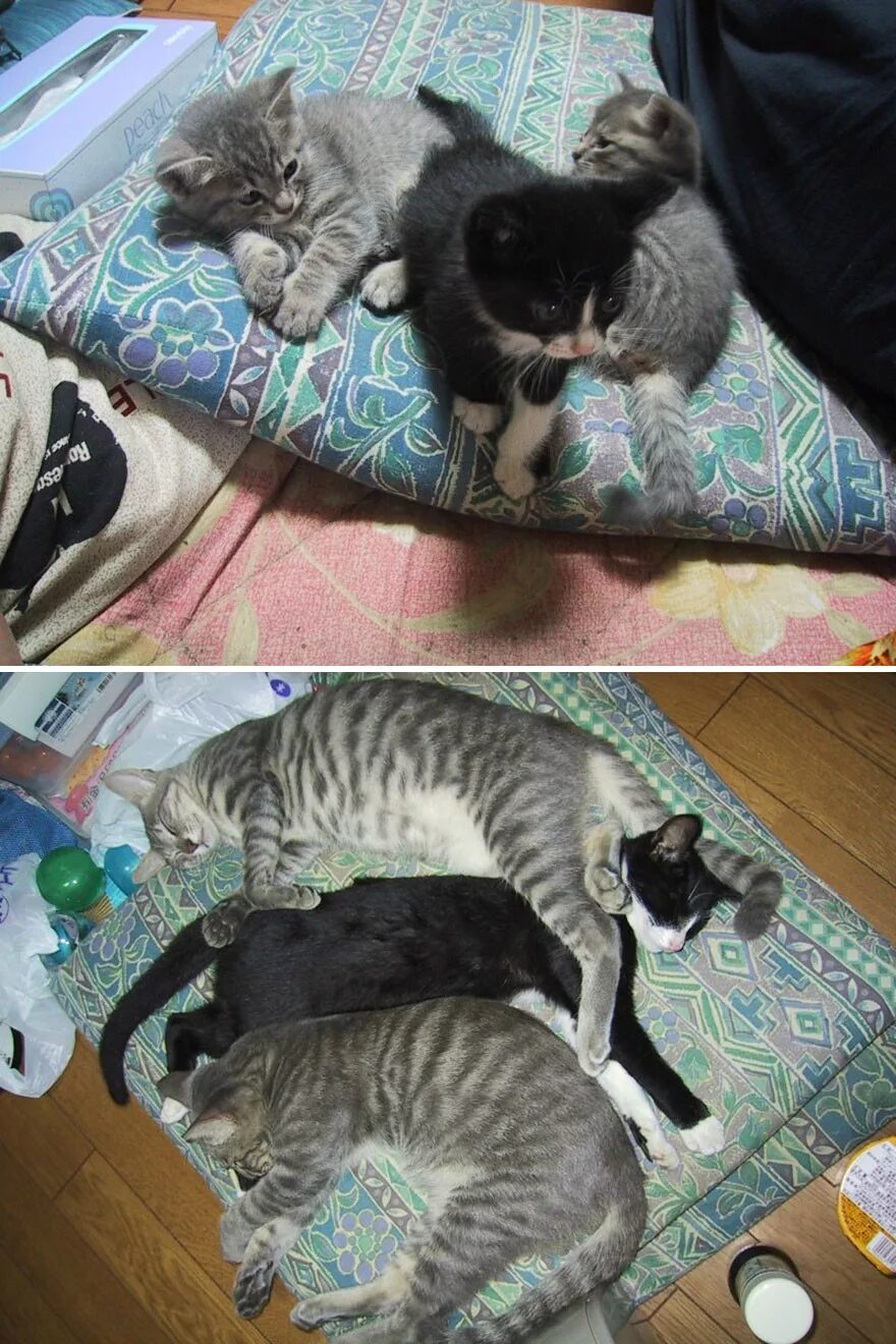 Как вырастают котята. Котенок растет. Кот вырос. Серые котята до и после взросление. Подросшие котята.
