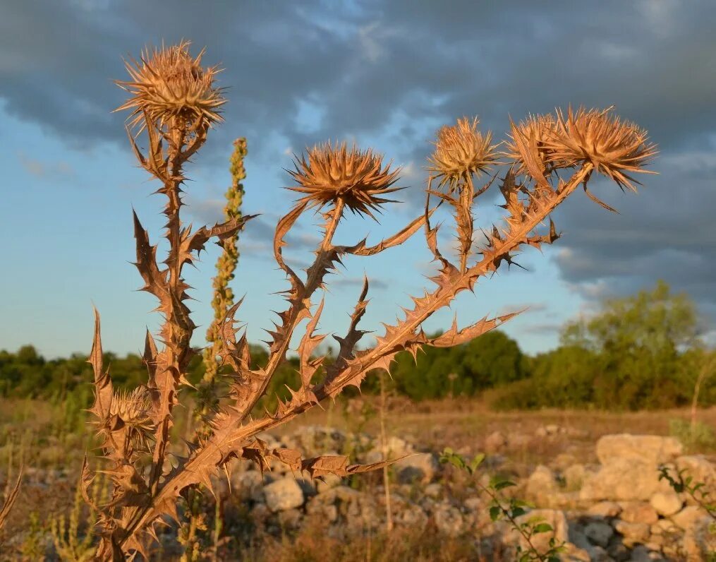 верблюжья колючка в пустыне. колючка растущая в пустыне 9 букв. верблюжья колючка обыкновенная. растения пустыни верблюжья колючка. джузгун и саксаул.