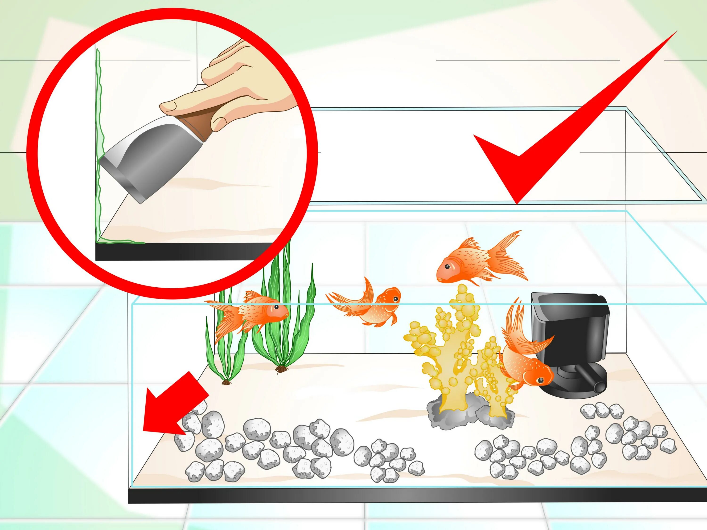 Алгоритм ухода за аквариумом. Ухаживание за рыбками. Уход за аквариумными рыбками. Рыба для чистки аквариума.
