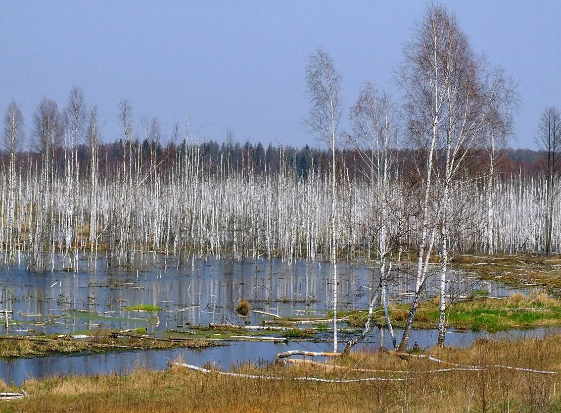 Болотистые березовые редколесья Западной Сибири. Березы на болоте. Березовое болото. Болото с березами. Болотные березки