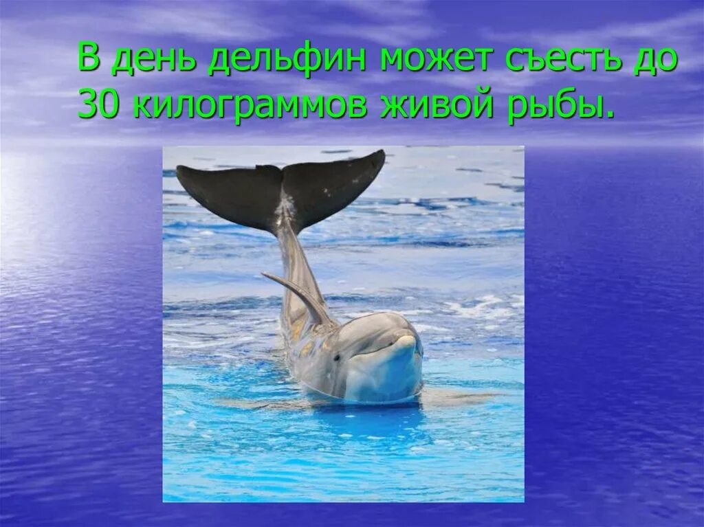 Загадки про дельфинов. Загадка про дельфина. Загадки природы. Рыба Дельфин загадки. Впр текст про дельфинов