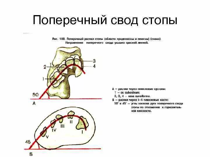 Точка опоры поперечного свода стопы. Продольный и поперечный свод стопы. Кости свода стопы анатомия. Своды стопы продольный поперечный схема. Передний свод