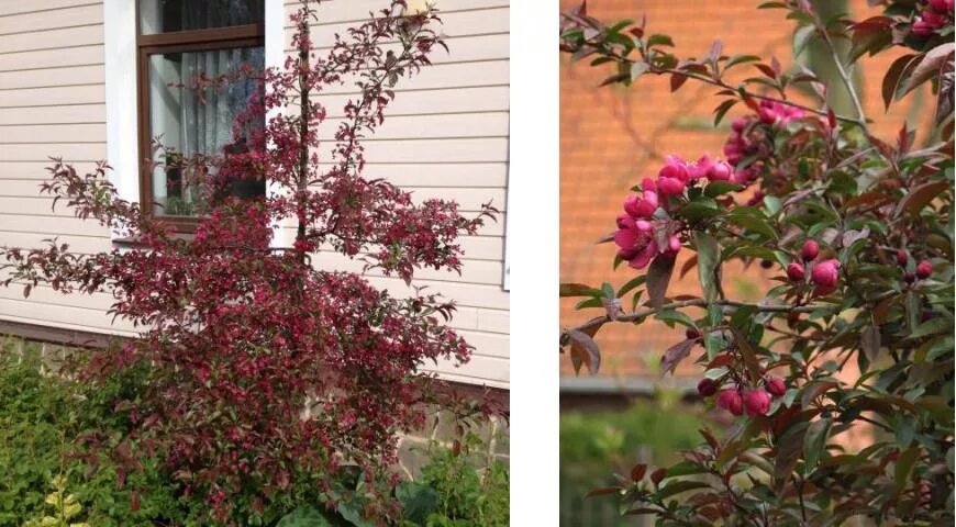 Яблоня Хелена Недзвецкого. Яблоня `Макамик` Malus `Makamik`. Яблоня декоративная Хелена. Яблоня декоративная Хелена (Helena). Яблоня хелена декоративная