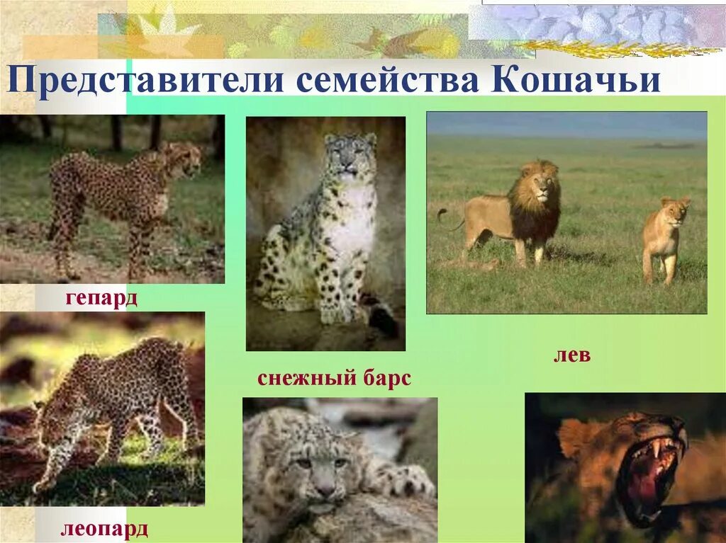 Название семейств животных. Кошачьи семейство отряда хищных. отряд кошачьих представители. семейство кошачьих представители хищники. отряд хищные представители.