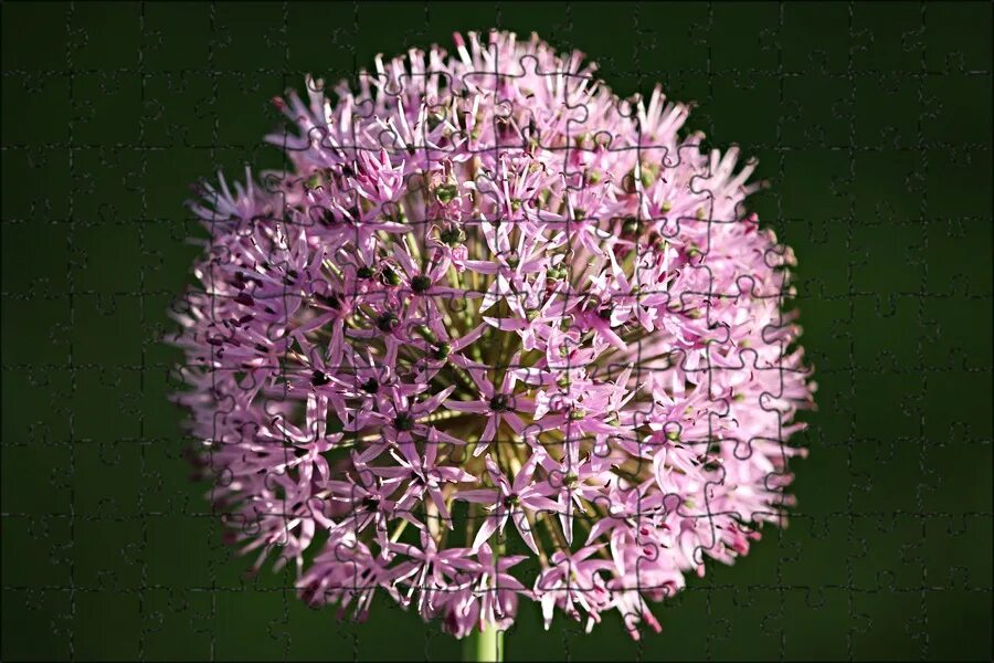 Аллиум перпл рейн. Violet beauty аллиум. Allium purple sensation. Аллиум меркуриус. Аллиум микс.