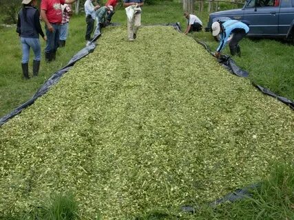 Зеленая масса растений