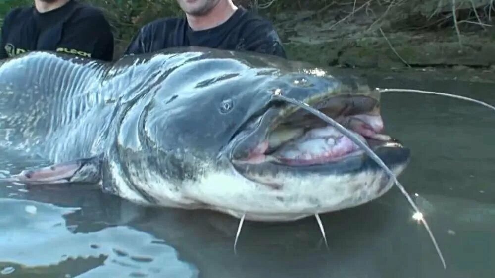Рыба 5 метров. Европейский сом людоед. Самый большой сом. Самые большие сомы в мире. Огромная рыба.