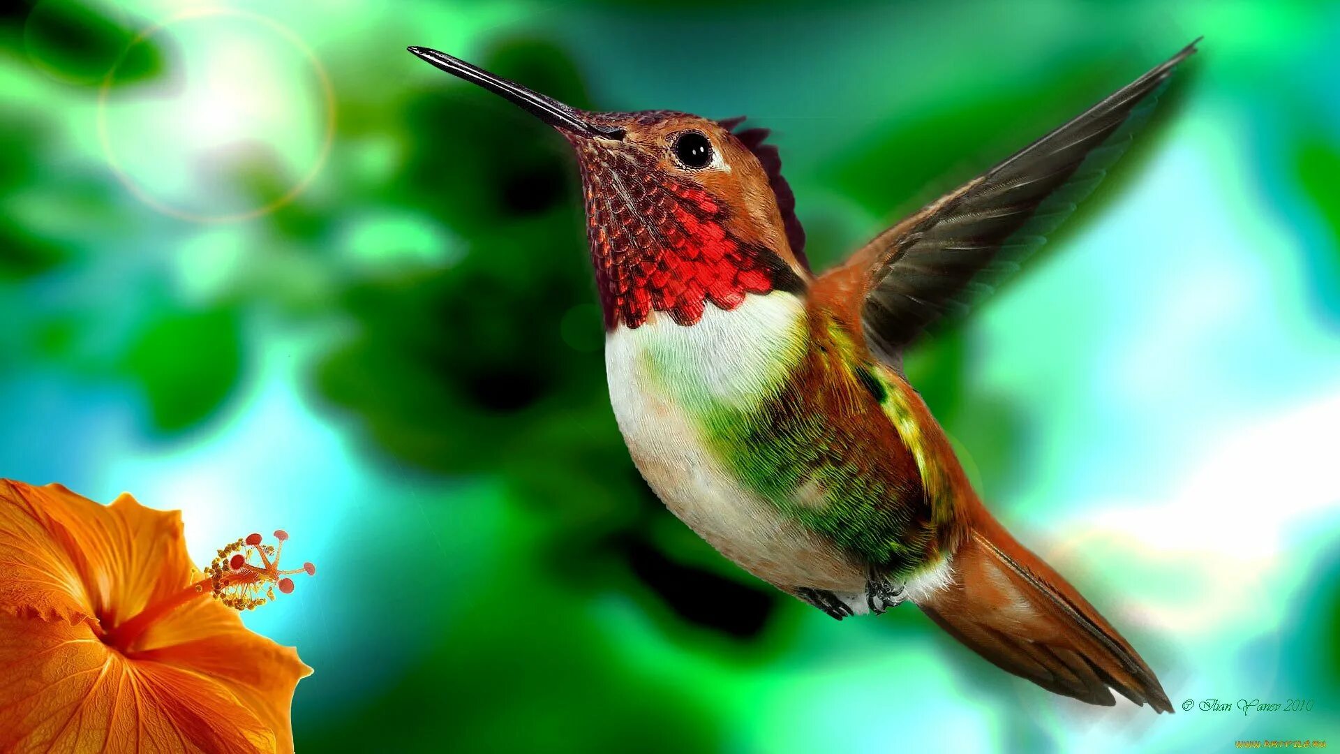 Красивые птички колибри. Охристый Колибри. Тропические птицы Колибри. Колибри (подотряд). Краснозобый Колибри.