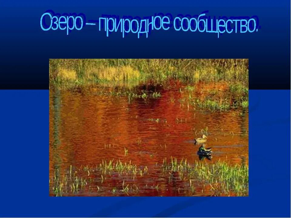 Природное сообщество озеро. Природное сообщество озера презентация. Сообщество- озеро природное сообщество. Природное сообщество озеро сообщение. Примеры природных сообществ озеро