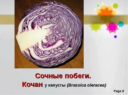 Капуста это видоизмененная почка