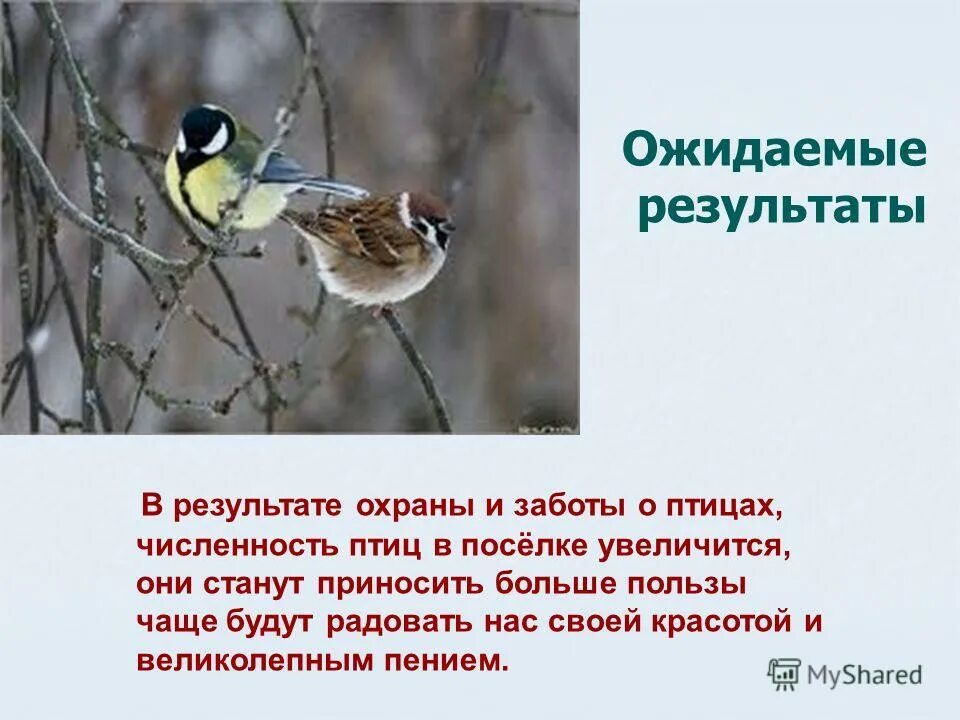 исследовательская работа зимующие птицы воронежской области. исследовательская работа о птицах начальные классы. птицы исследовательская работа 2 класс. исследовательский проект на тему птицы. горячие дыхание птиц зимой.
