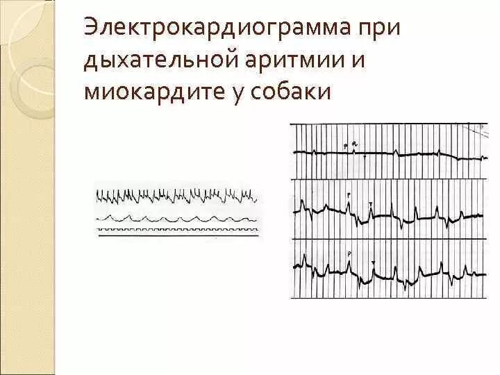 Аритмия у собак. Дыхательная аритмия у собак. электрокардиограмма коровы при миокардите. электрокардиограмма собаки при миокардите. экг при дыхательной аритмии.