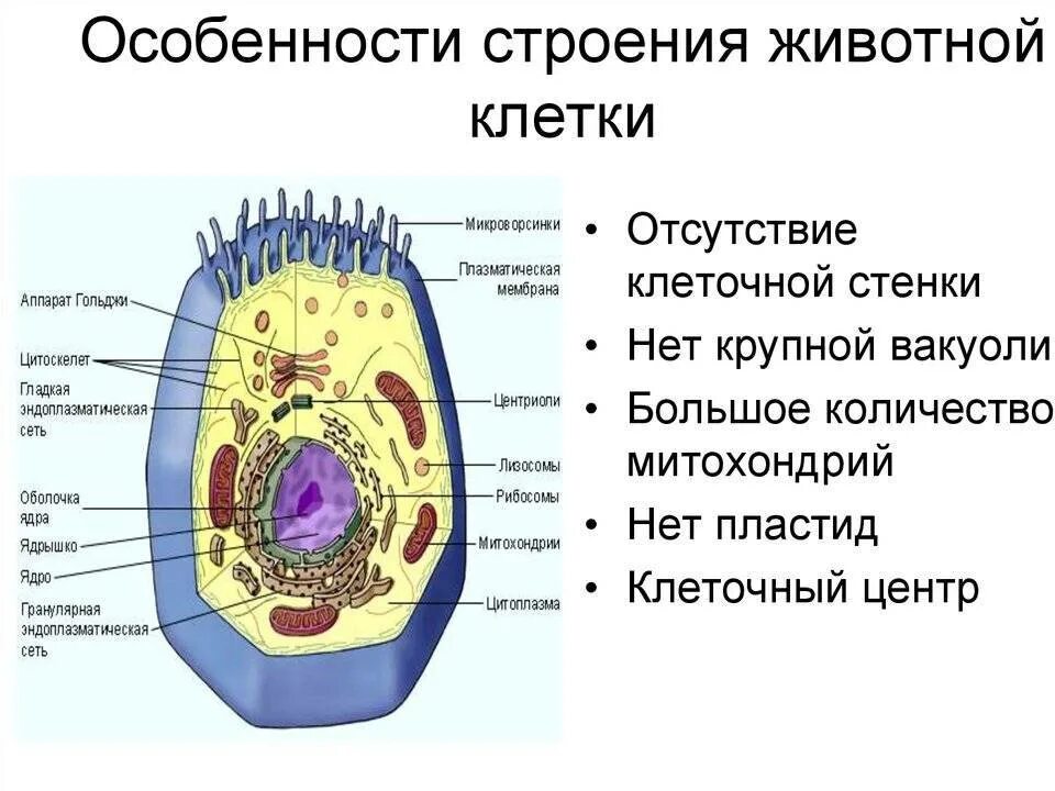 Состав цитоплазмы клеток растений