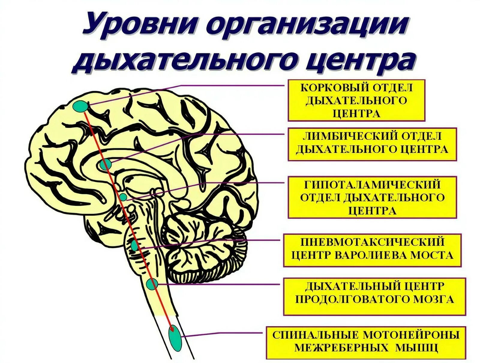 Сердечный центр головного мозга. Структурно-функциональная организация дыхательного центра. Дыхательный центр продолговатого мозга. Дыхательный центр в мозге. Центр дыхания в головном мозге.