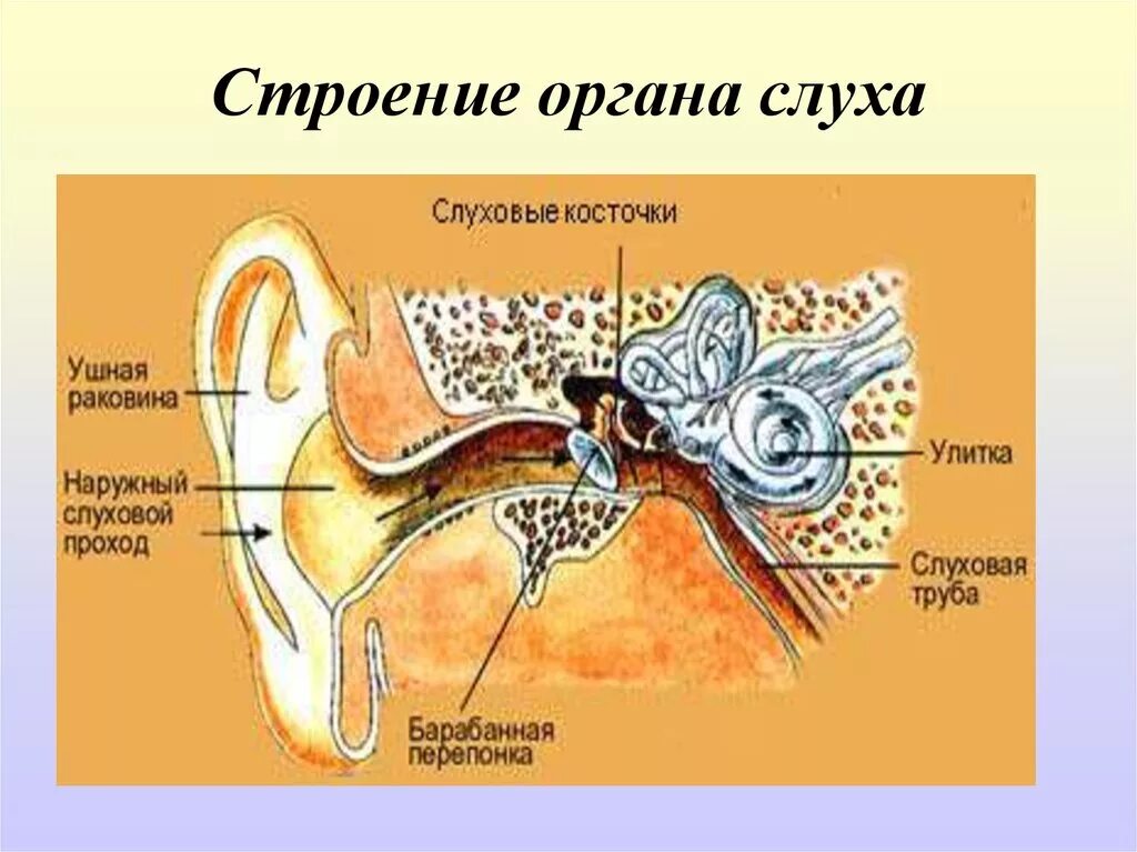 Устройство ушной раковины. Строение среднего уха человека анатомия. Орган слуха анатомия уха строение. Строение наружного среднего и внутреннего уха человека. Слуховой аппарат строение уха.