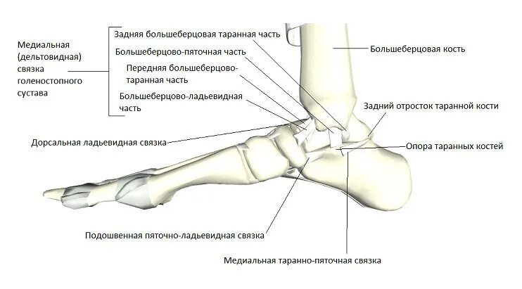 Часть голеностопного сустава. Дельтовидная связка голеностопного сустава. Ладьевидная кость голеностопного сустава. Медиальная связка голеностопного сустава. Анатомия таранно-пяточного сустава связки.