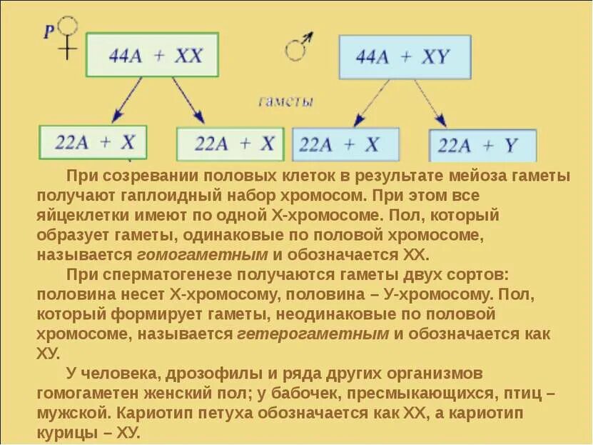 Сколько типов гамет образует зигота ffbbggss. Кариотип гамет. мужские и женские гаметы. мужской и женский кариотип. хромосомный набор яйцеклетки.