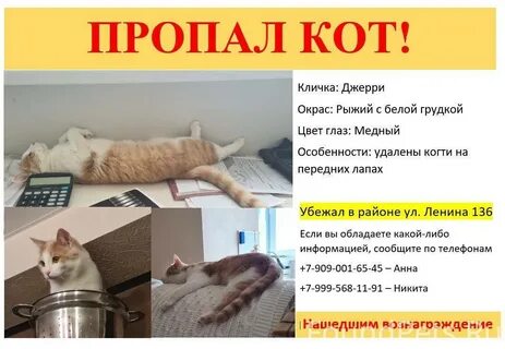 Куда пропадают коты