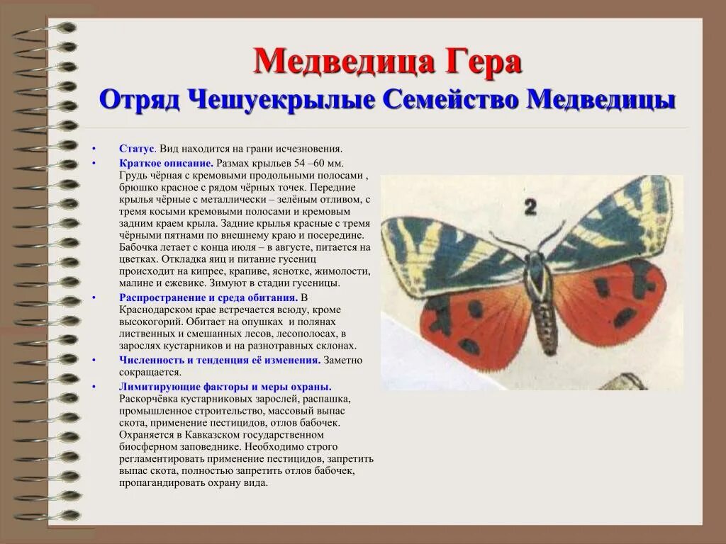 Какой тип медведицы пылающей