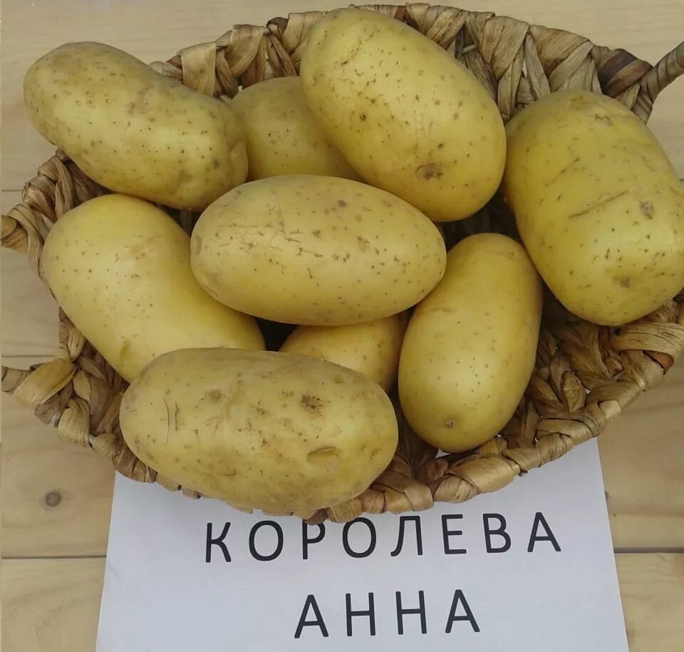 Сорт картофеля королева