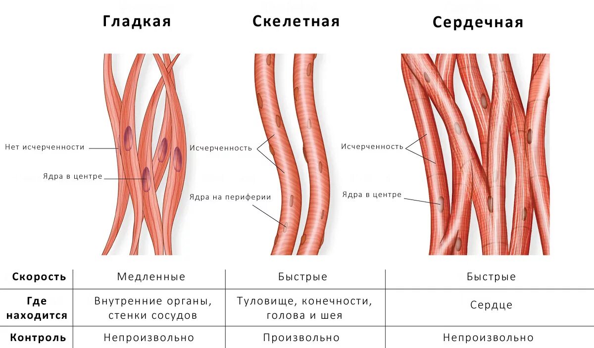 Работа гладких мышц. Гладкая мышечная ткань и Скелетная мышечная ткань. Скелетная сердечная и гладкая мышечная ткань. Строение исчерченной мышечной ткани. Строение гладкой скелетной ткани.