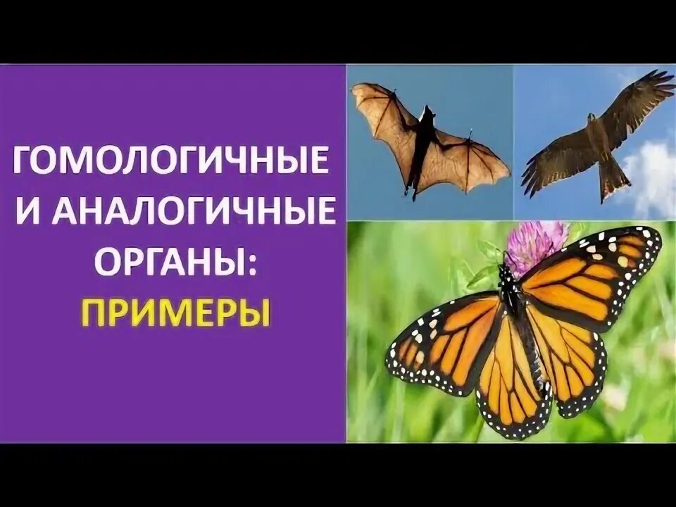 Примером аналогичных органов можно считать Доказательства эволюции презентация, доклад