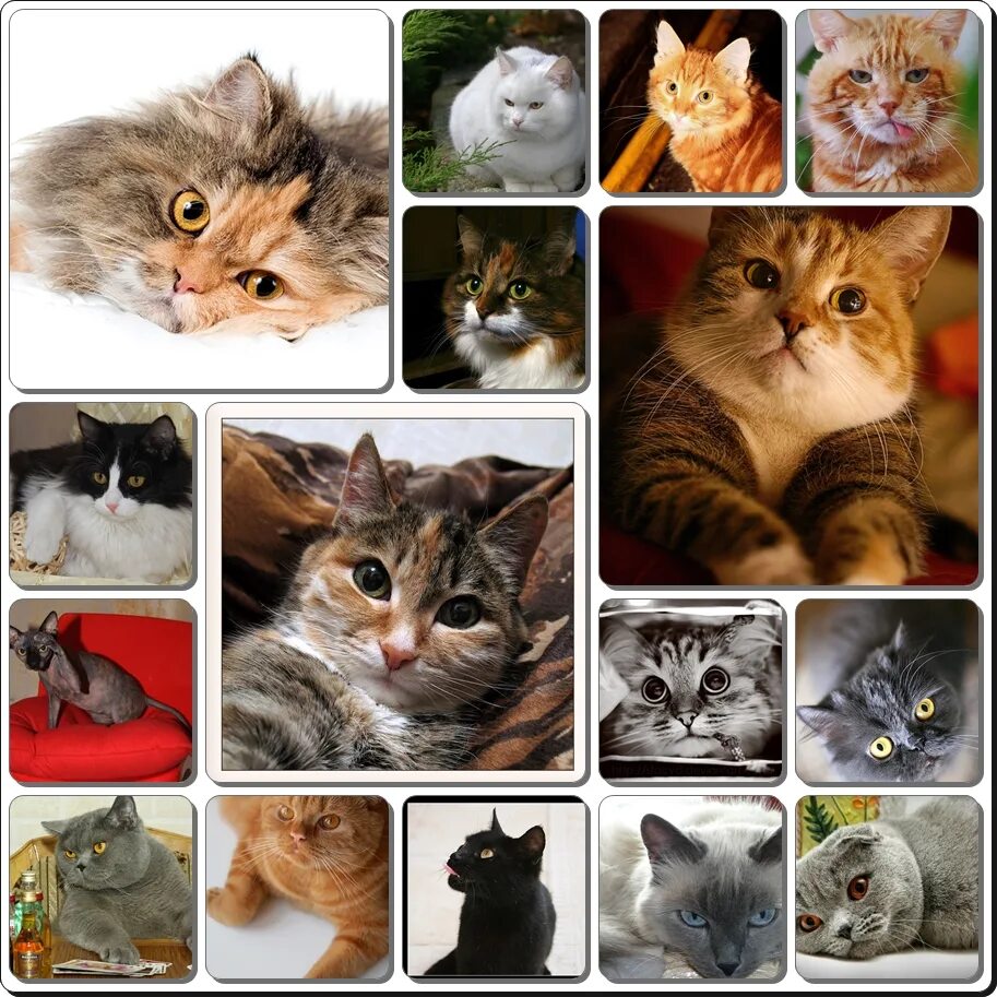 Разные породы кошек. Много кошек. Несколько кошек. Кошки разных пород коллаж.