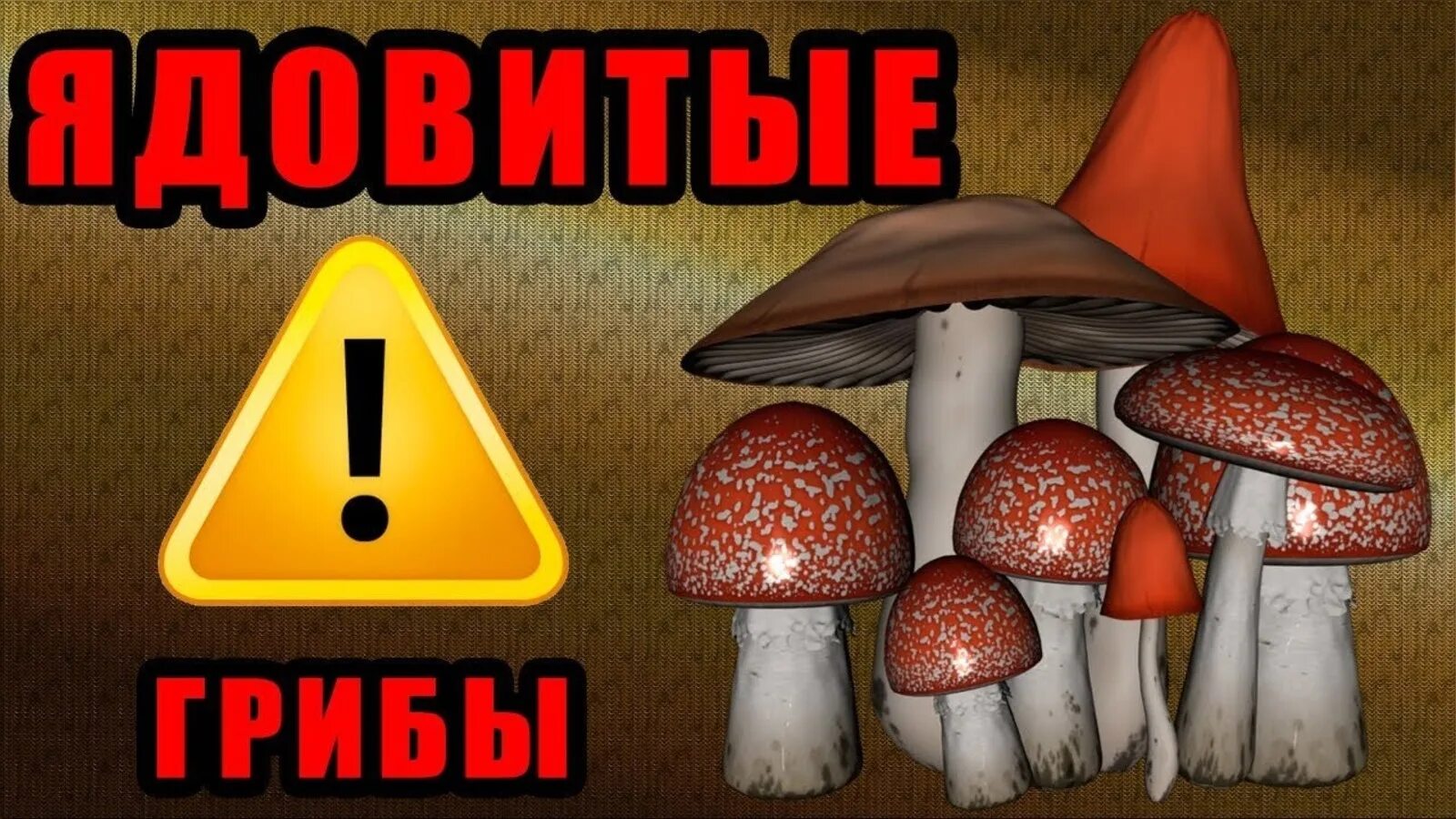 Айпи гриб. Опасные несъедобные грибы. осторожно грибы. осторожно опасные грибы. плакат осторожно ядовитые грибы.
