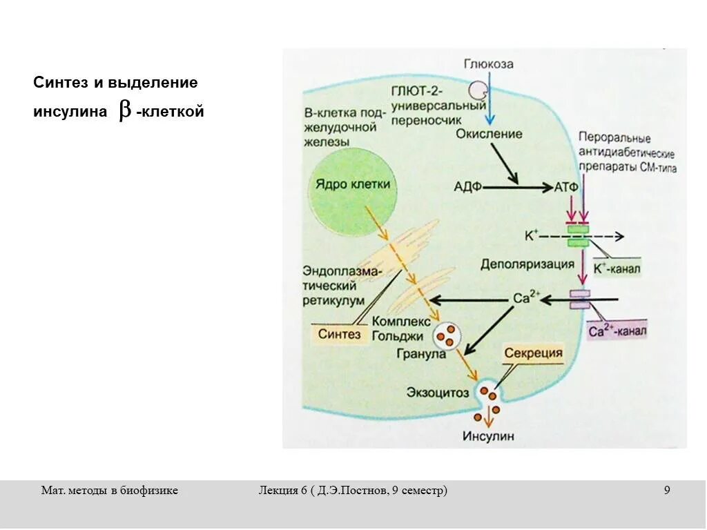 Синтез инсулина процесс. Схема синтеза инсулина. Инсулин строение Синтез секреция. Этапы синтеза и секреции инсулина. Этапы синтеза инсулина биохимия.