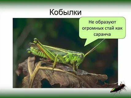 Кобылка слова