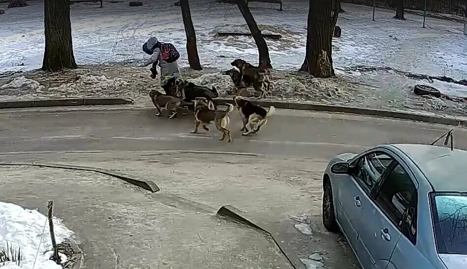 Бродячие собаки загрызли. Бродячие собаки загрызли. Бродячие собаки нападают. Стая собак. Стая бездомных собак.