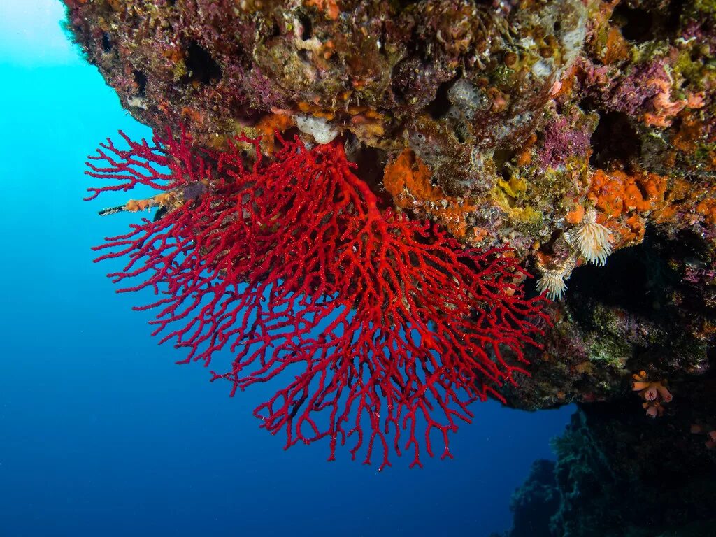 El coral. Коралловые полипы красный коралл. Красный благородный коралл. Красный коралл красный Корал. Красный коралл рифы.