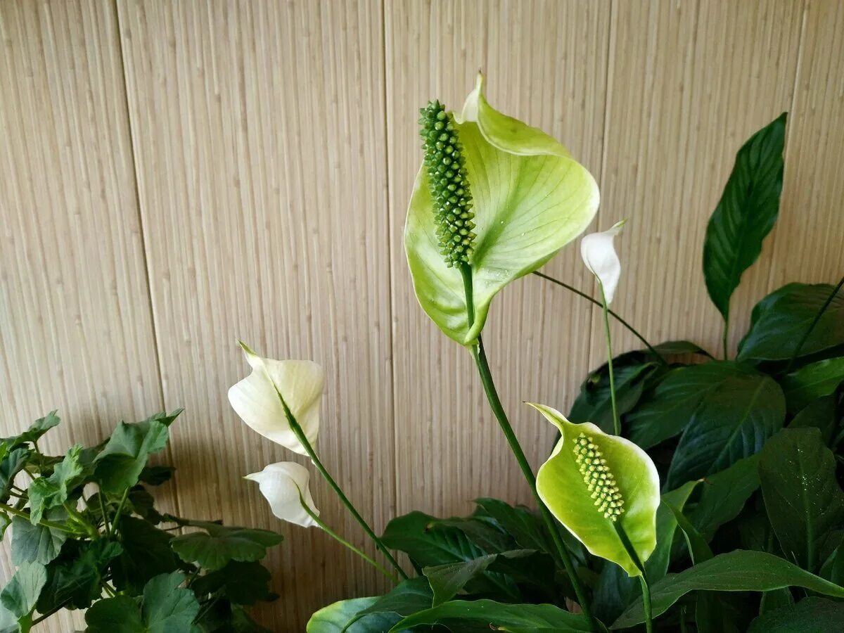 Как отцветает спатифиллум. Спатифиллум геликониелистный (spathiphyllum heliconiifolium). спатифиллум floribundum. спатифиллум цветонос.