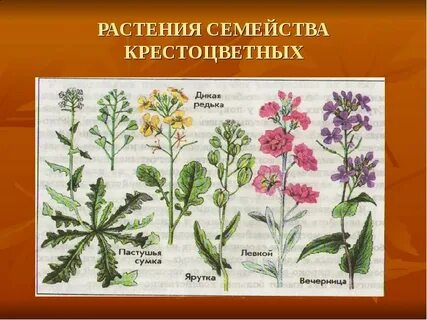 Крестоцветы это
