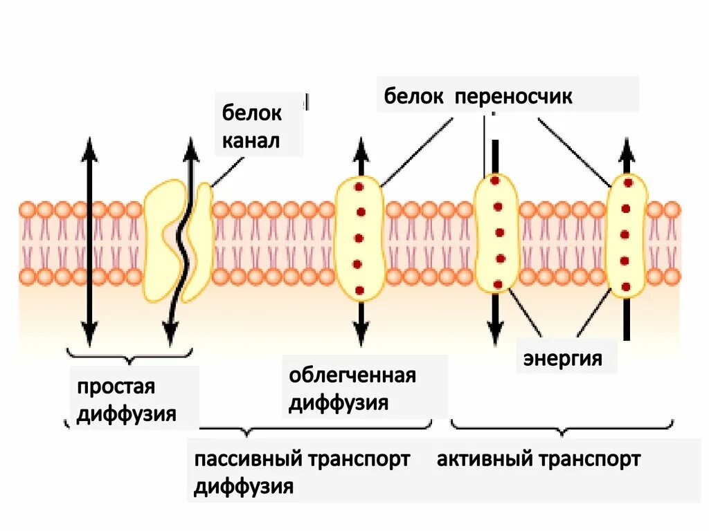 Белковый транспорт. Белки переносчики пассивный транспорт. Белки каналы переносчики насосы. Простая диффузия облегченная диффузия активный транспорт. Белковые каналы и белки переносчики.