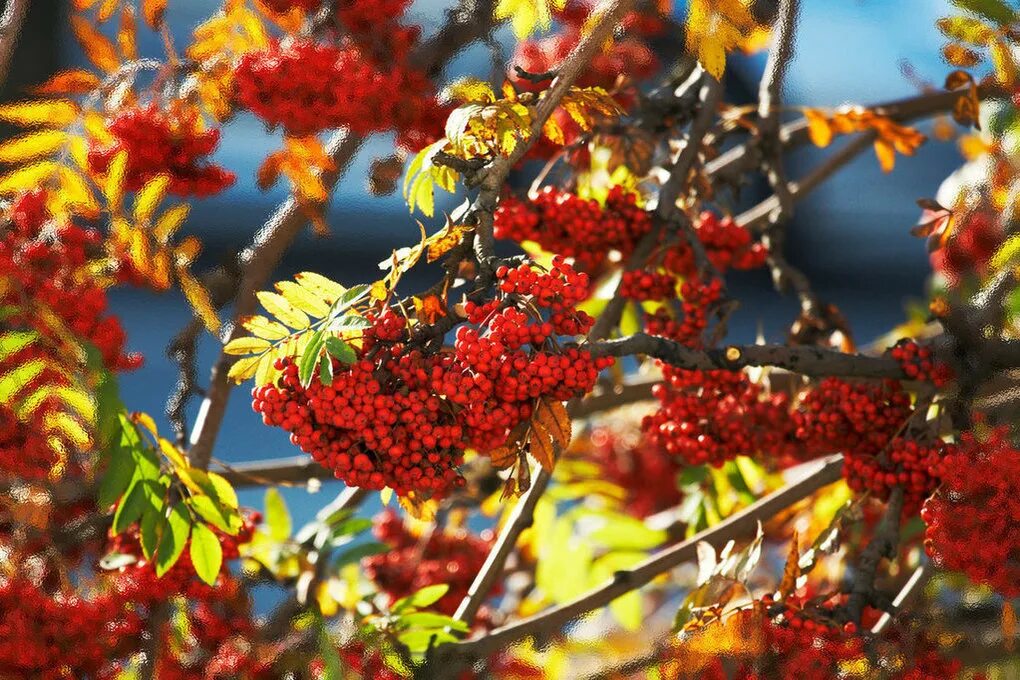 Яркая рябина осенью. Осень рябина. Пейзаж с рябиной. Осенний пейзаж с рябиной. Листопад и рябина.