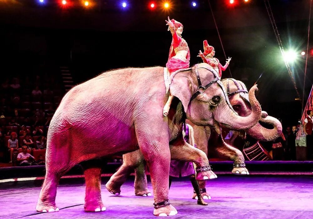 День цирка в 2024 году. Цирк со слонами. Цирковой Слоник. Цирк фото. Слон в цирке.