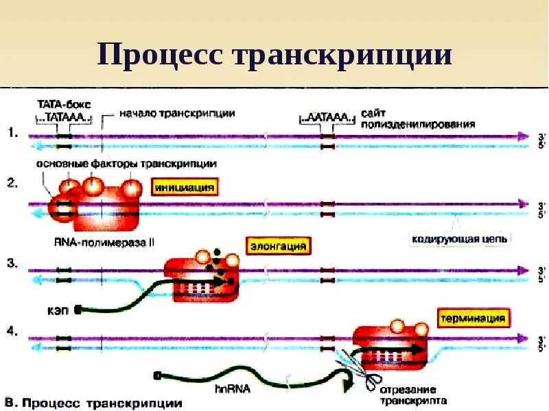 Элонгация транскрипции. Процесс транскрипции происходит у эукариот. Схема процесса транскрипции. Транскрипция ДНК У эукариот. Транскрипция прокариот эукариот схема.