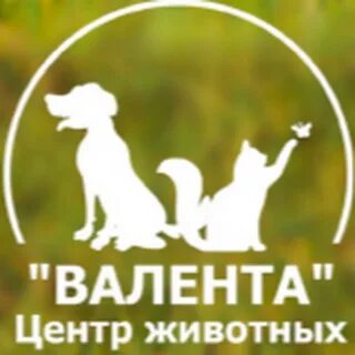Городской центр животных