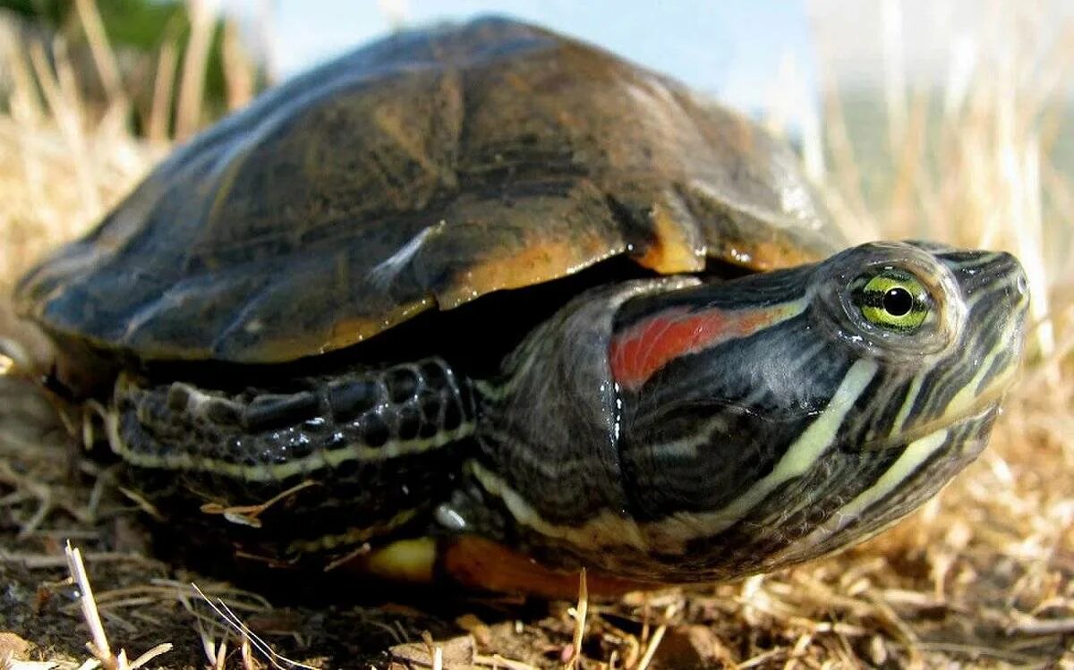 Сколько лет живут красноухие. Красноухая черепаха. Красноухая черепаха большая. Черепаха Живая красноухая. Крупная красноухая черепаха.