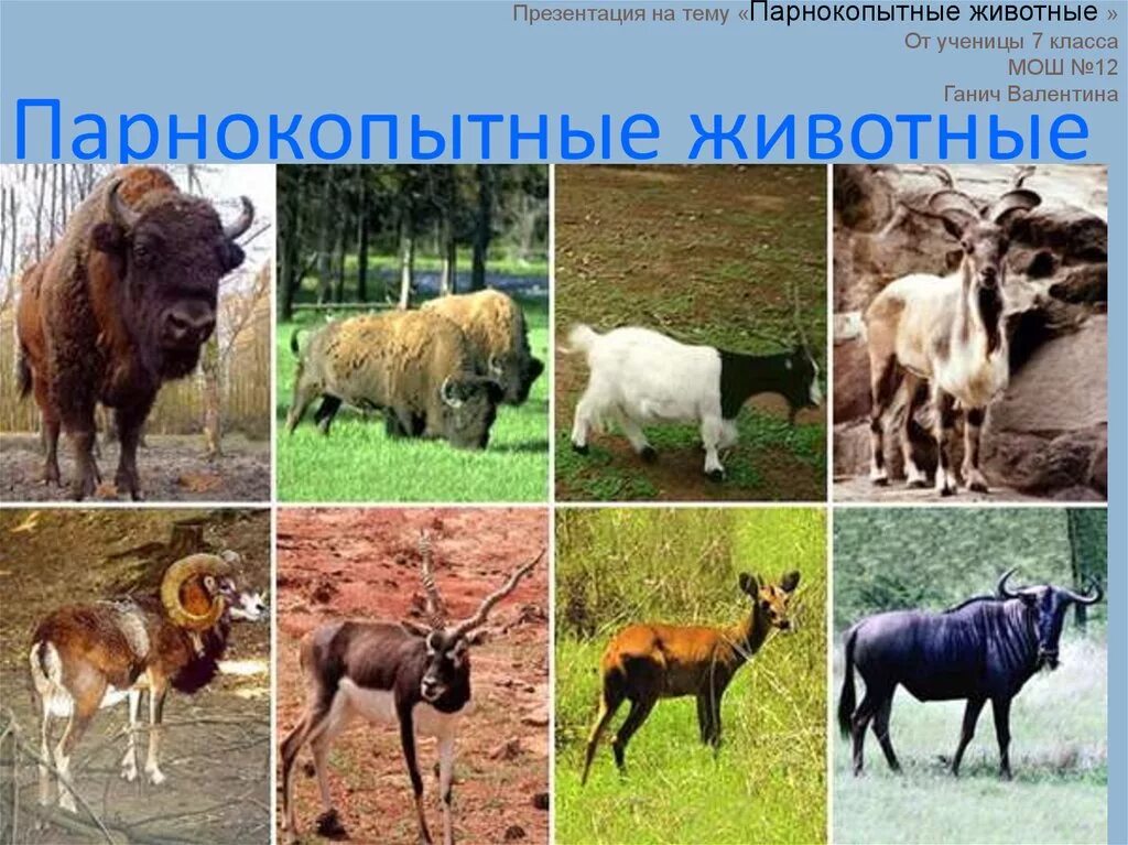 Название семейств животных. Полорогие парнокопытные. семейство полорогие бизон. жвачные полорогие. парнокопытные жвачные представители.