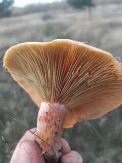 Рыжик настоящий тип питания