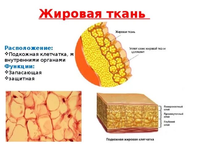 Строение жировой клетки, жировой ткани. Жировая клетка строение и функции. Строение и функции жира ткани. Подкожный жир структура строение. Клетчатка строение и функции